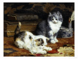 Buy Kittens at Play at AllPosters.com
