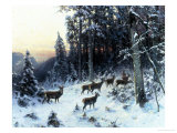 Buy Deer in a Snowy Wooded Landscape at AllPosters.com