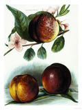 Buy Study of Nectarines at AllPosters.com