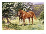 Mare and Her Foal in a Spring Meadow