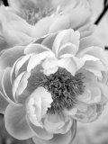 Delicate Blossom III