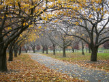 Autumn Path III