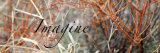 Buy Imagine: Colorful Brush at AllPosters.com