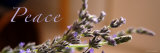 Buy Lavender Peace at AllPosters.com