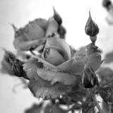 Rose Buds