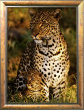Leopard with Infant at Masai-Mara, Kenya