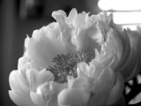 Delicate Blossoms IV