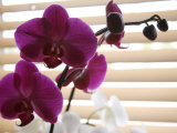Purple Orchids II