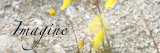 Buy Imagine: Yellow Daisy at AllPosters.com