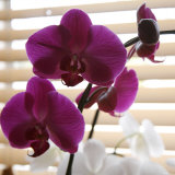 Purple Orchids I