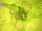 Fresh Bloom II