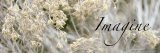 Buy Imagine: Flowering Meadow at AllPosters.com