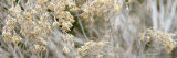 Flowering Meadow