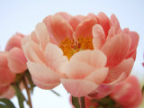 Delicate Blossom I