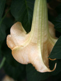 Trumpet Flower Single II