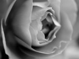 Dramatic Rose