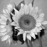 Sunny Sunflower I