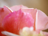 Petal Closeup II