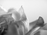 Petal Closeup IV