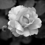 Sweet Rose II