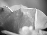 Petal Closeup II