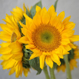 Sunny Sunflower III