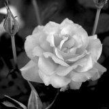 Sweet Rose I