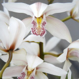 Orchid Closeup I