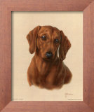 Miniature Dachshund