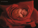 Jake in Red Rose