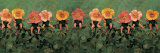Wild Roses