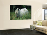 Buy Endangered White Rhinoceroses at AllPosters.com