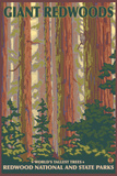 Giant Redwoods, Redwood National Park, California