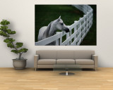 White Horse Staring over a Wooden Fence