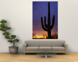 Buy Silhouette of Saguaro Cactus, Saguaro National Park, USA at AllPosters.com