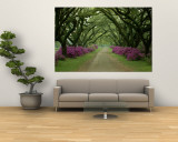 A Beautiful Pathway Lined with Trees and Purple Azaleas