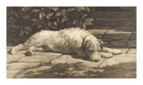 Buy The Terrier at AllPosters.com
