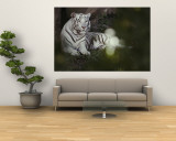 A Rare White Tiger at the Cincinnati Zoo