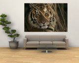 Buy A Captive Tiger Shows a Formidable Expression at AllPosters.com