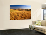 Buy Wheat Fields, Palouse, USA at AllPosters.com