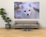 Buy A Portrait of an Arctic Fox at AllPosters.com