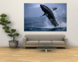 Great White Shark (Carcharodon Carcharias) Jumping out of the Water, False Bay, South Africa