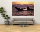 Humpback Whale at Sunset, Inside Passage, Alaska, USA