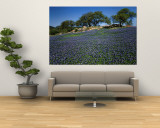 Bluebonnets, Hill Country, Texas, USA