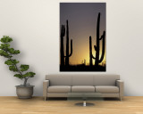 Saguaro Cacti, Organ Pipe National Monument, Arizona, USA