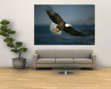 An American Bald Eagle in Flight