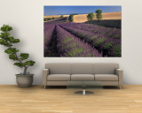 Lavender Field, Provence, France