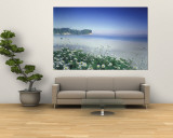 Buy Daisies along Crescent Beach, Olympic National Park, Washington, USA at AllPosters.com