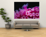 Buy Jewel Anemones Cover the Rails of Rainbow Warrior Ship Near Cavalli Islands, New Zealand at AllPosters.com