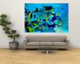 Buy Diver and School of Double Saddle Butterflyfish (Chaetodon Ulietensis), French Polynesia at AllPosters.com